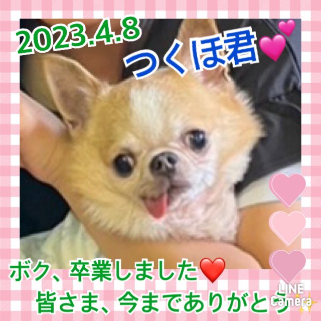 ★つくほ★2023,2,3ー2023,4,8【保護犬カフェ天神橋店】